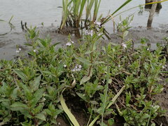 Veronica anagallis-aquatica