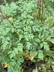 Dicentra eximia
