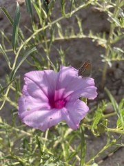 Ipomoea leptophylla