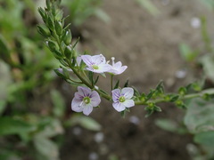 Veronica anagallis-aquatica