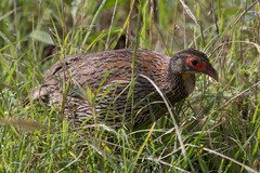 Pternistis rufopictus
