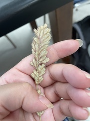 Eragrostis secundiflora