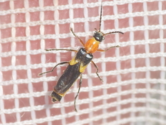 Belotus bicolor
