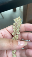 Eragrostis secundiflora