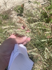 Eragrostis secundiflora