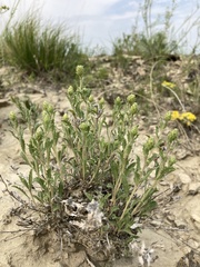 Xanthisma grindelioides