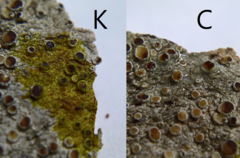 Lecanora argentata