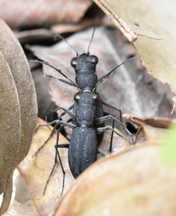 Dromochorus pilatei