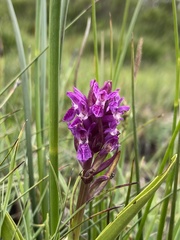 Dactylorhiza traunsteinerioides