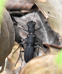 Dromochorus pilatei