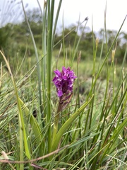 Dactylorhiza traunsteinerioides