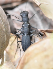 Dromochorus pilatei