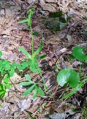 Ranunculus allegheniensis