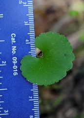 Ranunculus allegheniensis