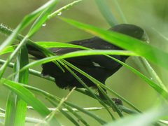 Sporophila crassirostris