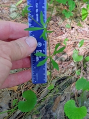 Ranunculus allegheniensis