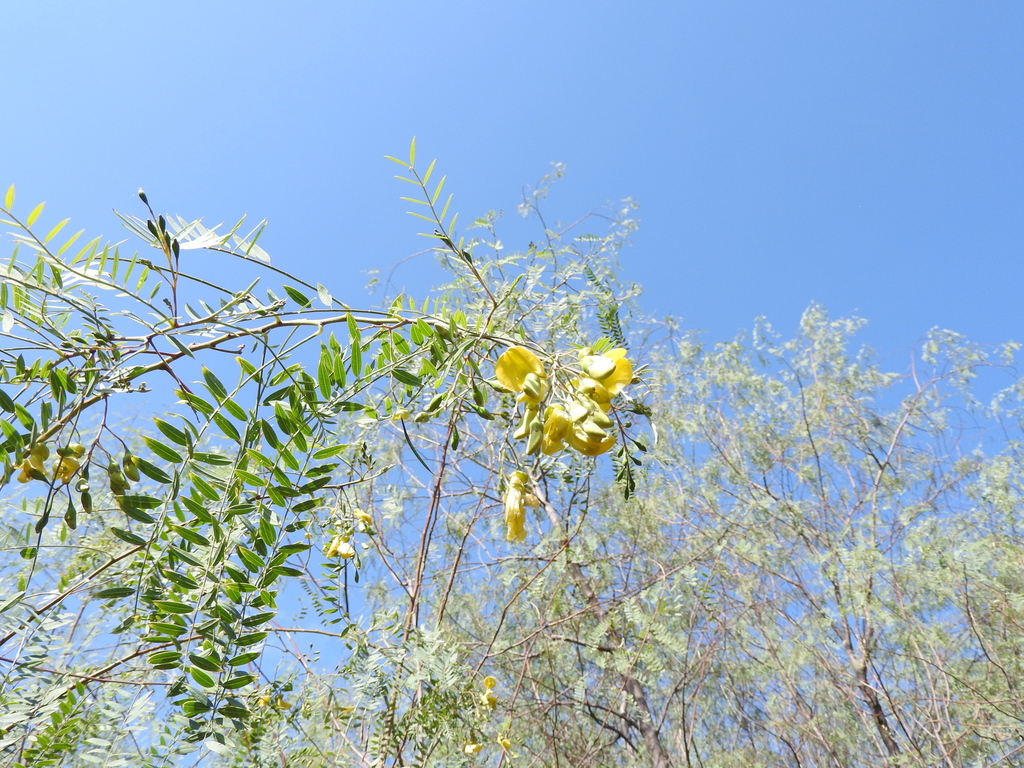 Sesbania longifolia DC.