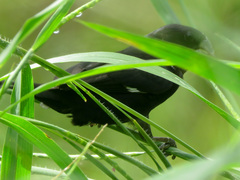 Sporophila crassirostris