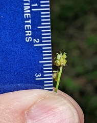 Ranunculus allegheniensis