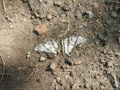 Protographium epidaus fenochionis