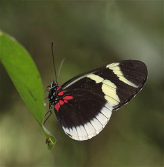 Heliconius eleuchia