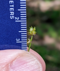 Ranunculus allegheniensis