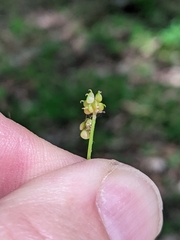 Ranunculus allegheniensis