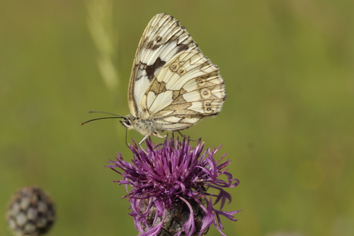 Marbled white