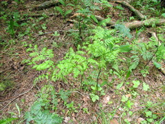 Pteridium pinetorum