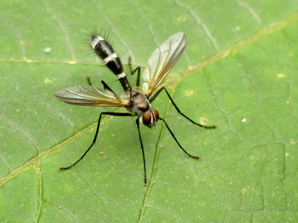 Cordyligaster septentrionalis