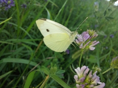 Pieris