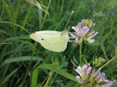 Pieris