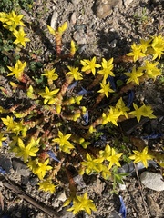 Sedum acre