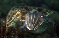 Sepia plangon