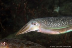 Sepia plangon