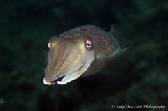 Sepia plangon