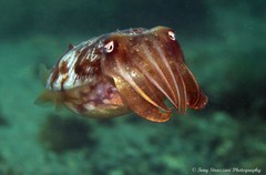 Sepia plangon