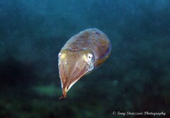 Sepia plangon