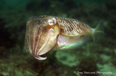 Sepia plangon