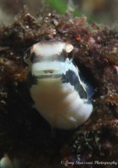 Petroscirtes fallax
