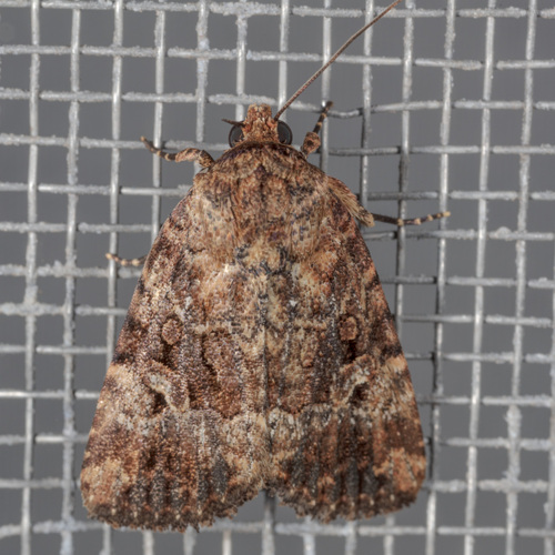 Exesa Midget Moth photo 4