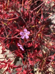 Geranium robertianum