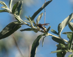 Sphecius antennatus