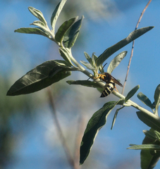Sphecius antennatus