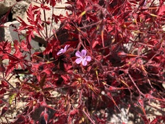 Geranium robertianum