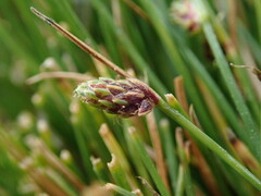 Isolepis setacea
