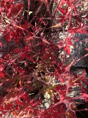 Geranium robertianum