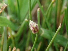 Isolepis setacea