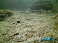 Atheriniformes