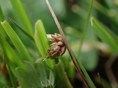 Isolepis setacea
